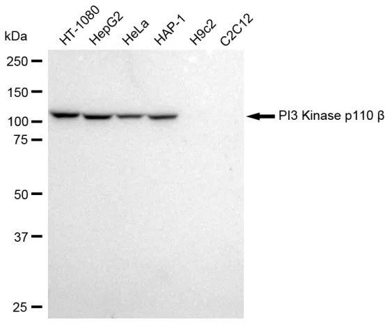 KVAb00547