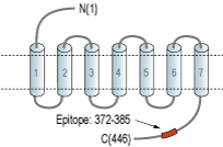 immunogen