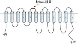 immunogen