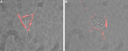 Expression of NCAM1 in rat PC12 cells
