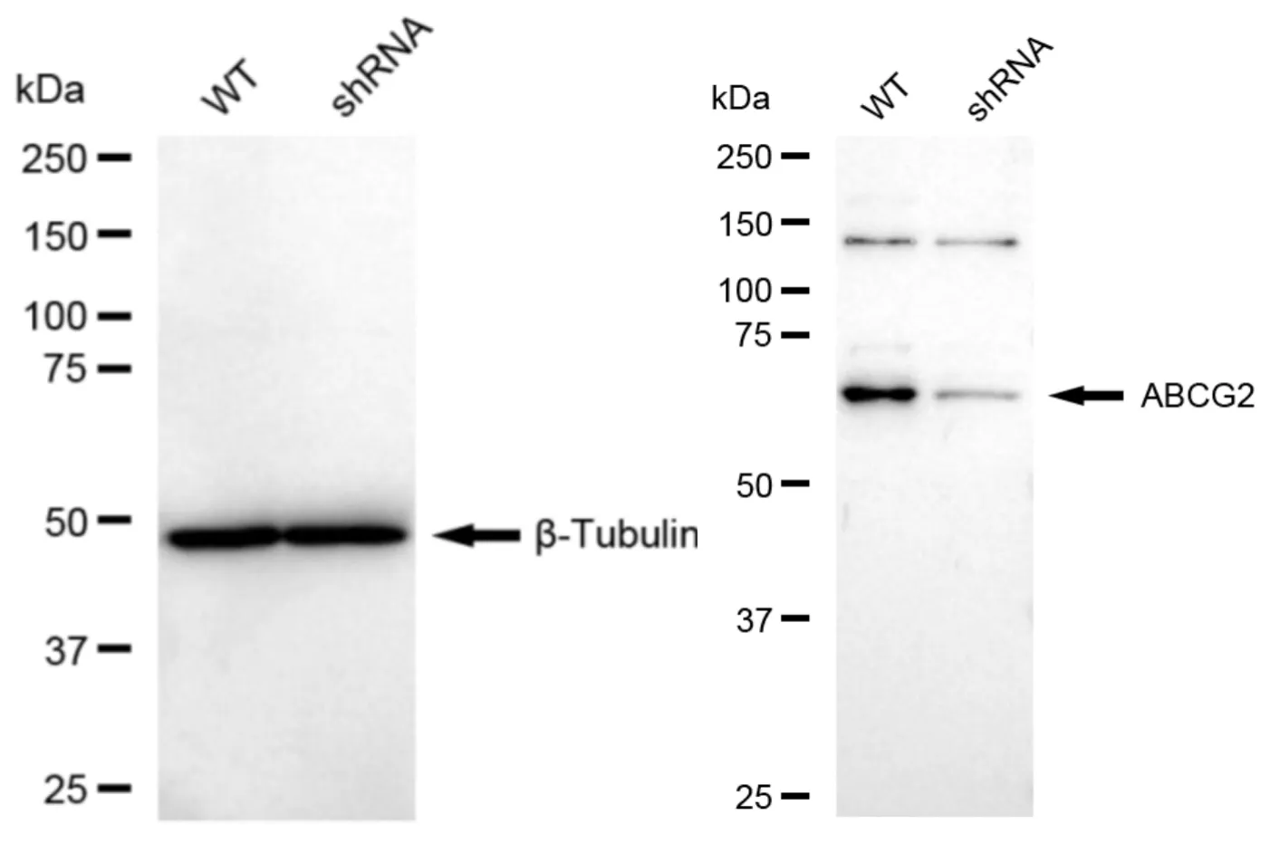 KVAb01595