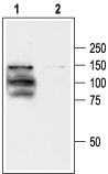Western blot analysis of human TRPV1 transfected HEK-293 cells: