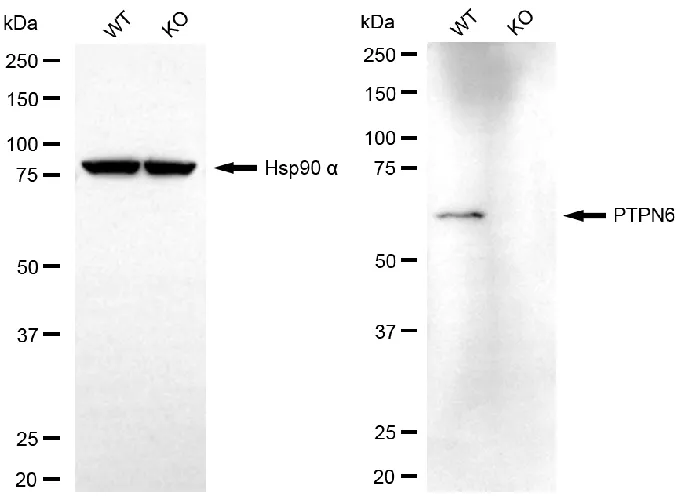 KVAb01895