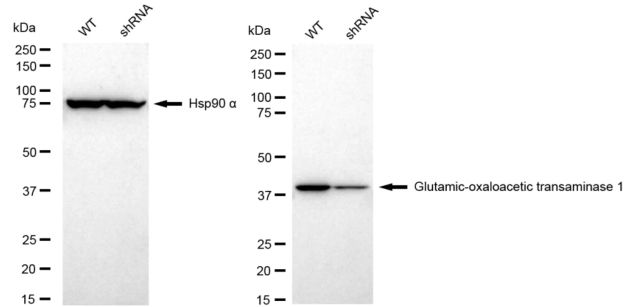KVAb01072