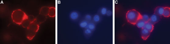 Expression of GFRA4 in rat PC12 cells