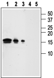 Western blot analysis of Recombinant human GDNF protein: