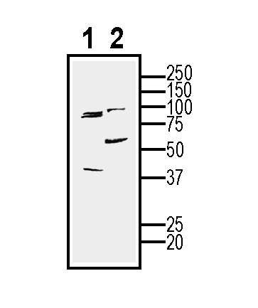 Western blot analysis of mouse BV-2 cell line lysate (lane 1) and BV-2-derived purified exosomes (lane 2):
