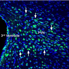 Expression of Glucagon receptor in mouse hypothalamus