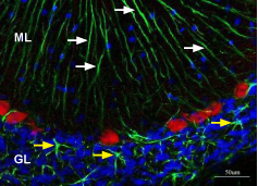 Expression of K ir 4.1 in rat cerebellum
