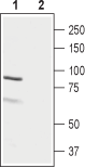 Western blot analysis of rat ovary lysate: