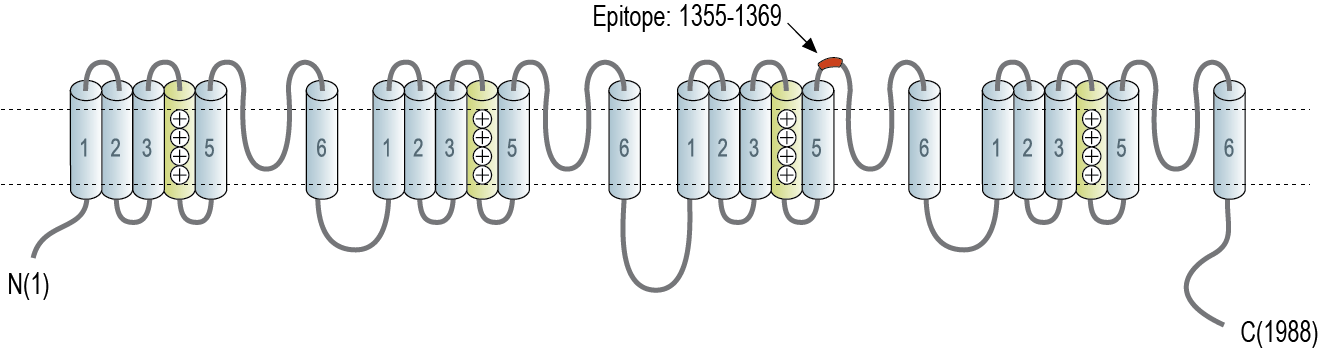 immunogen
