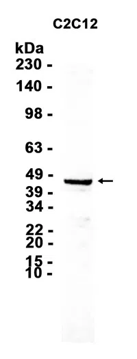 AMRe86949