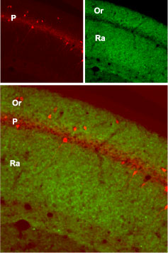 Expression of GluR1 in mouse hippocampus