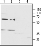 Western blot analysis of rat brain membrane (lanes 1 and 3) and human ME G-01 chronic myelogenous leukemia (lanes 2 and 4) cell line lysate: