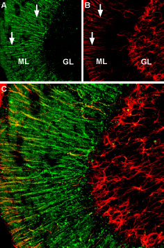 Expression of α 2A -Adrenoreceptor in rat cerebellum