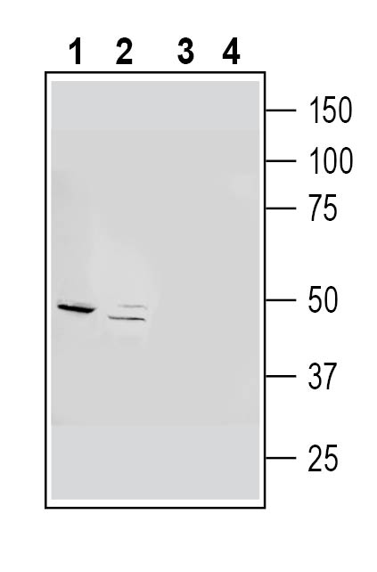 Western blot analysis of rat brain synaptosome lysates (lanes 1 and 3) and mouse brain lysates (lanes 2 and 4):