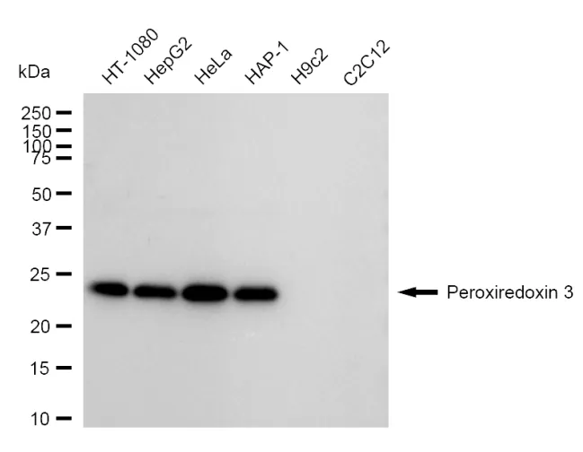 KVAb00962