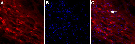 Expression of NLGN2 in rat brain