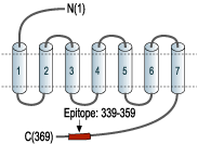 immunogen
