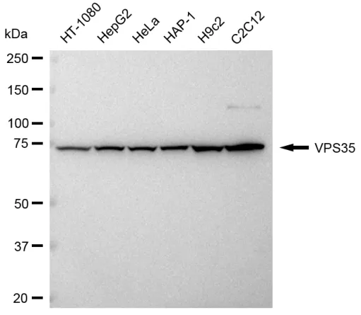 KVAb01277
