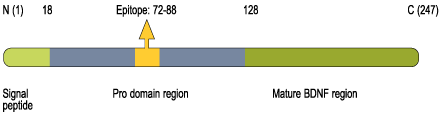immunogen