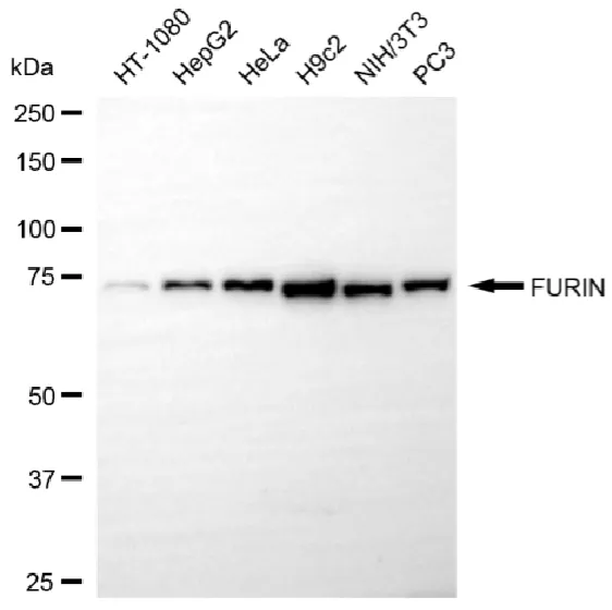 KVAb01673
