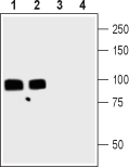 Western blot analysis of rat (lanes 1 and 3) and mouse (lanes 2 and 4) brain lysates: