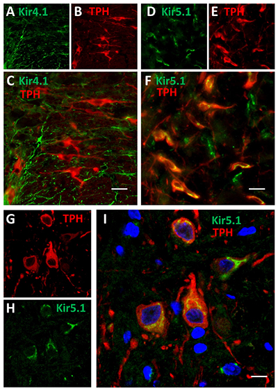 Expression of K ir 4.1 and K ir 5.1 channels in rat brainstem.