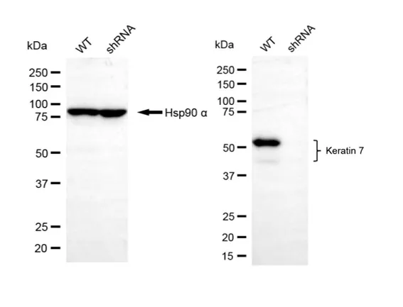 KVAb00474
