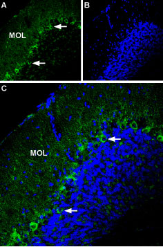 Expression of P2X1 Receptor in mouse cerebellum