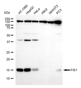 KVAb01861