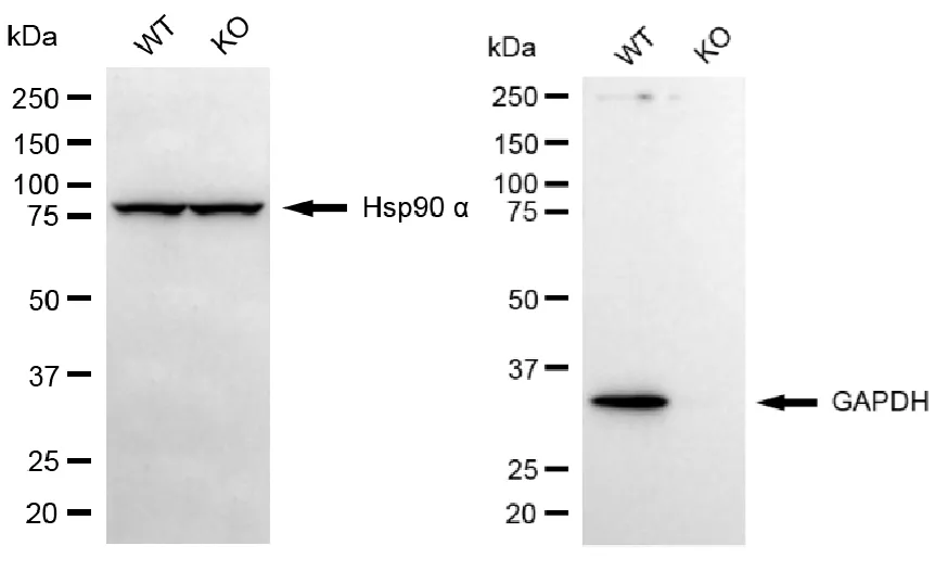 KVAb01827