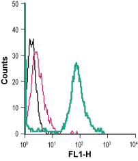 Cell surface detection of CaSR in live intact mouse J774 macrophage cells: