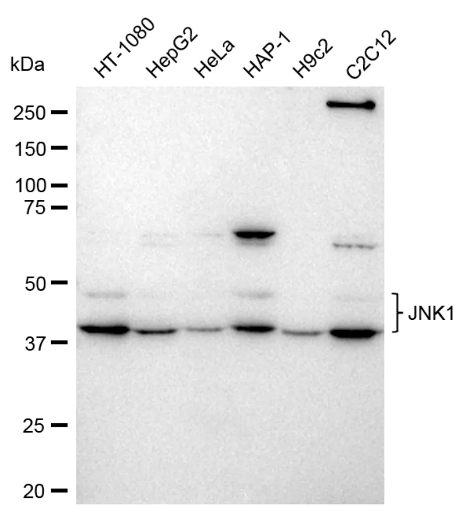 KVAb01740