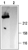 Western blot analysis of rat brain membranes: