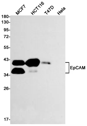 AMRe01953