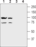 Western blot analysis of rat brain lysate (lanes 1 and 3) and mouse brain lysate (lanes 2 and 4):