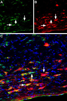 Multiplex staining of Plexin-A2 and p75 NTR in rat brain