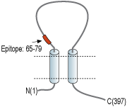 immunogen