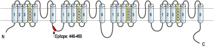 immunogen