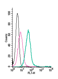 Cell surface detection of ASCT2 by direct flow cytometry in live intact human HL-60 promyelocytic leukemia cells: