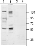 Western blot analysis of rat brain membranes (lanes 1 and 3) and HEK-TrkB transfected cell lysates (lanes 2 and 4):