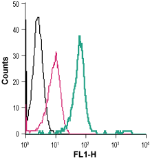 Cell surface detection of TrkB in live intact human THP-1 monocytic leukemia cells: