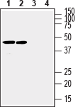Western blot analysis of rat (lanes 1 and 3) and mouse (lanes 2 and 4) brain membranes :