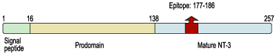 immunogen