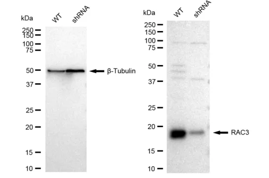 KVAb01747