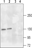 Western blot analysis of rat (lanes 1 and 3) and mouse (lanes 2 and 4) brain lysates: