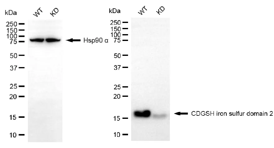 KVAb01090