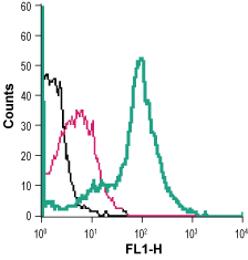 Cell surface detection of cystine/glutamate transporter in live intact mouse J774 macrophage cells: