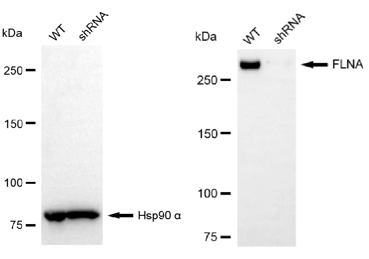 KVAb01615
